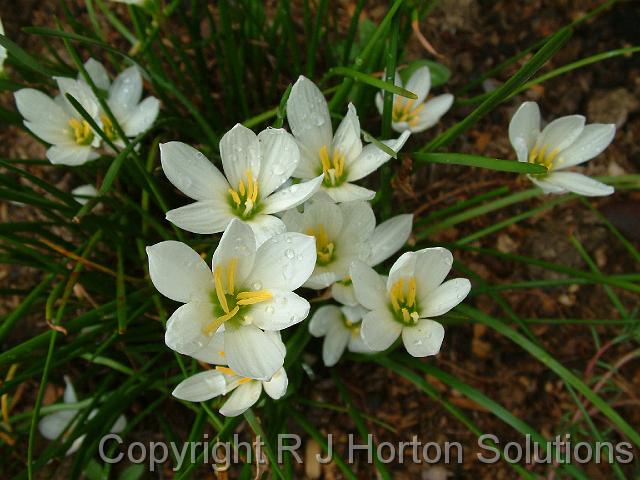 Zephyranthes white_4